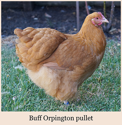 BFO_IMAGE